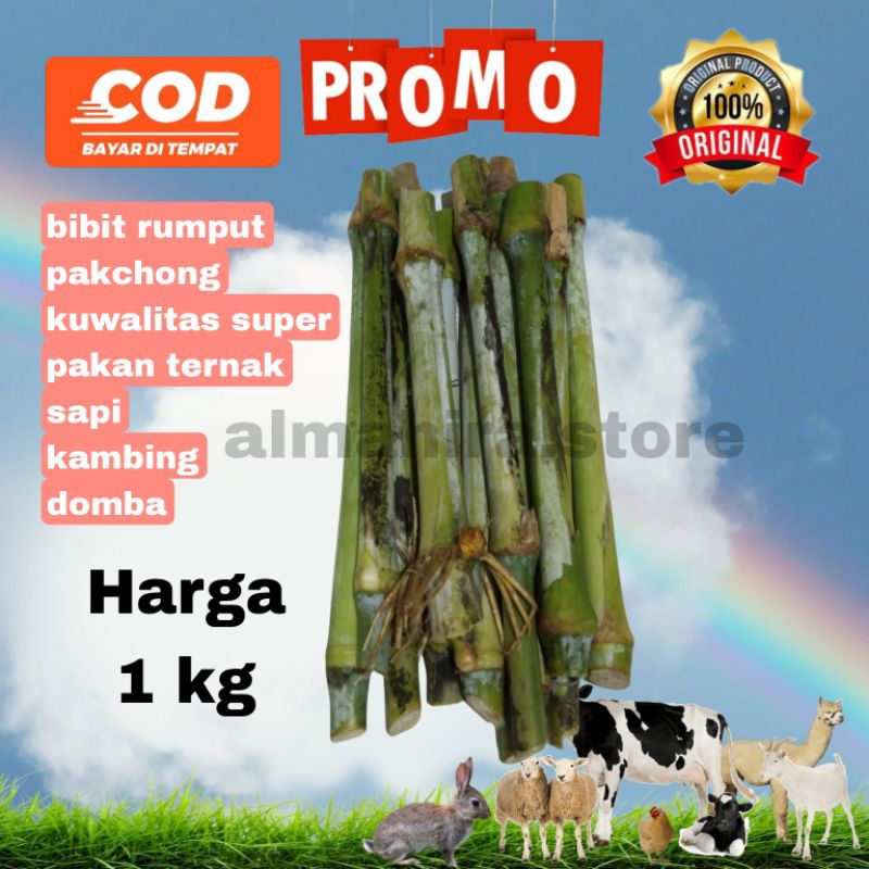 BIBIT RUMPUT PAKCHONG TUA BIBIT PAKCHONG 1 KG