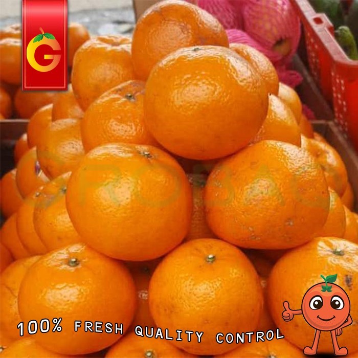 

Buah Jeruk Mandarin Kino FRESH 1 KG