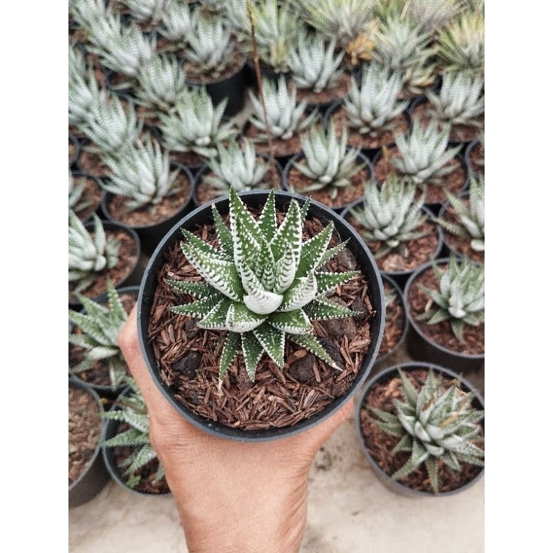 haworthia zebra