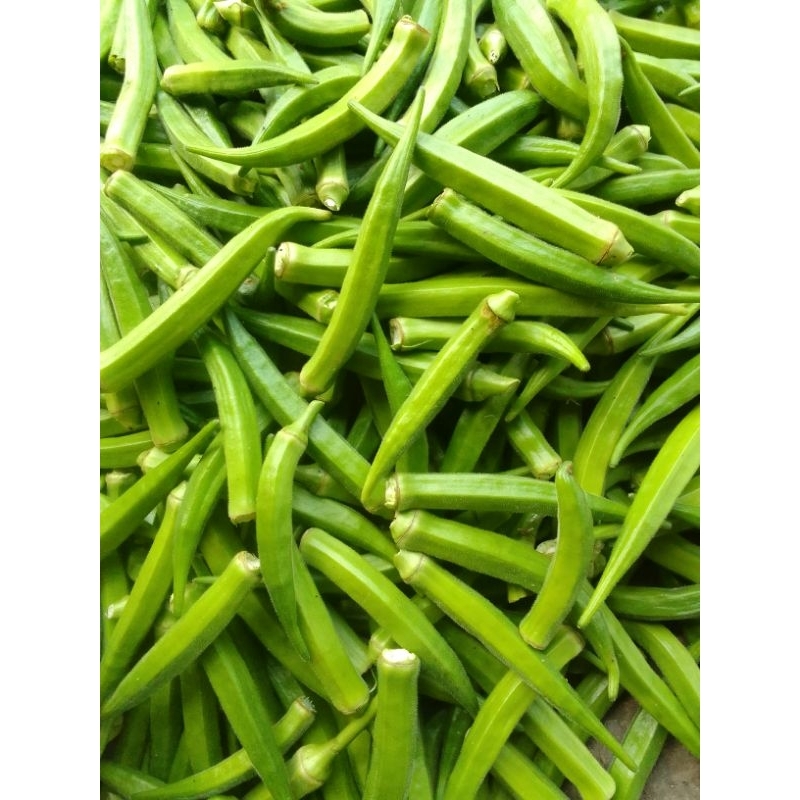 

Sayur Okra Riject