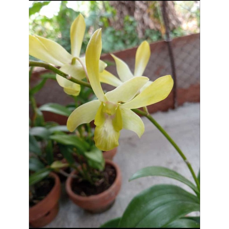 paket mesagnil dan Cesar yellow