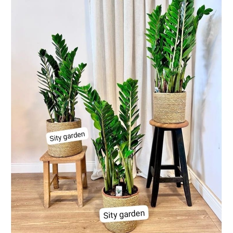 Tanaman Hias Zamia Culcas