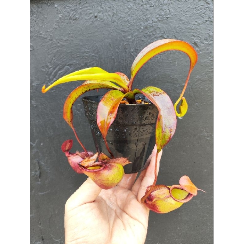 Tanaman Kantong Karnivora Semar Jumbo [PASTI ADA KANTONG] Kantong Semar Pemula Tanaman Hias