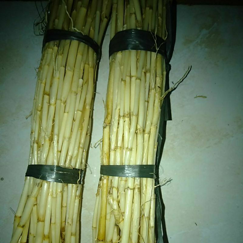 

AKAR ALANG ILALANG HERBAL SEGAR