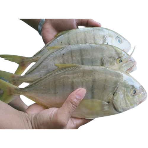 

Ikan Kuwe Segar 1Kg Ikan Kuwe Manggali Ikan Kue