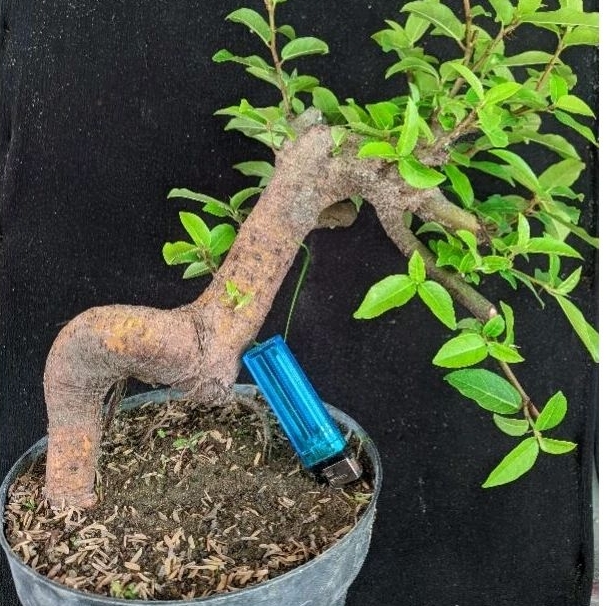 bahan bonsai loa mame sesuai gambar
