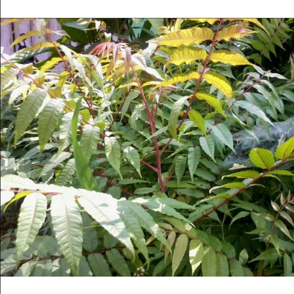

DAUN SUREN SEGAR/ Daun Suren Obat Herbal Aromatik Kebugaran Tubuh