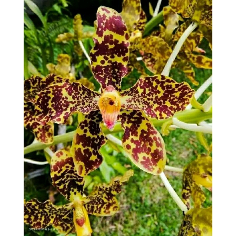Grammatophyllum Singo Edan