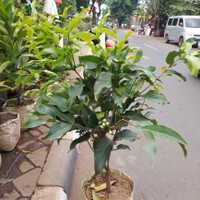 Bibit Jambu Air Rimbun Valid