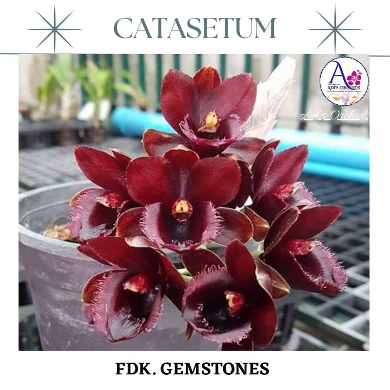 Anggrek Catasetum FDK. Gernstones
