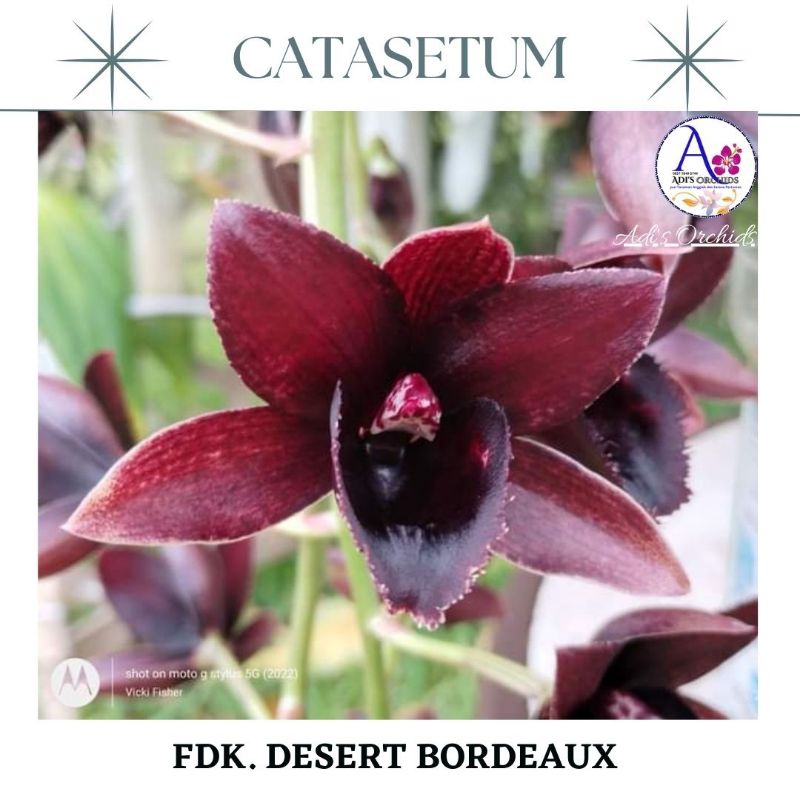 Anggrek Catasetum FDK. Desert Bordeaux