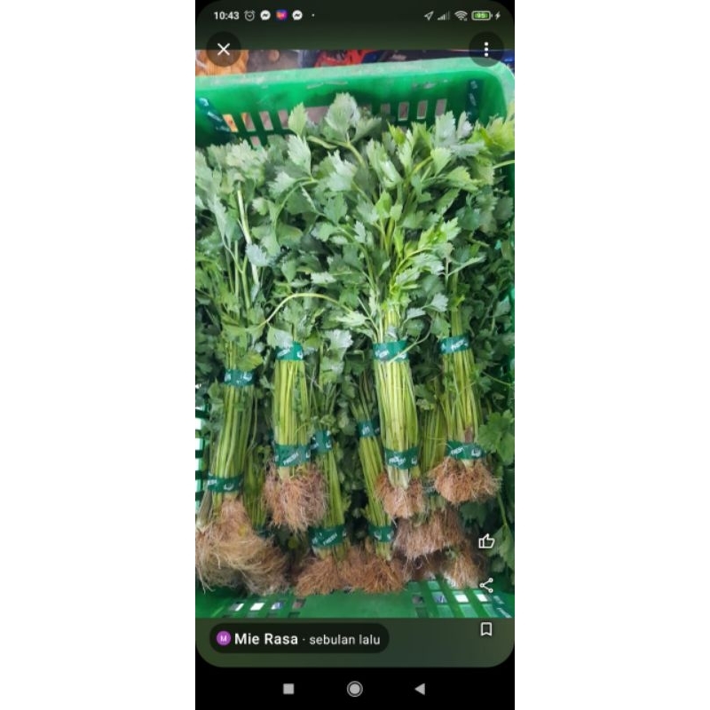 

daun seledri fresh premium 1.ikat 1/2.kg