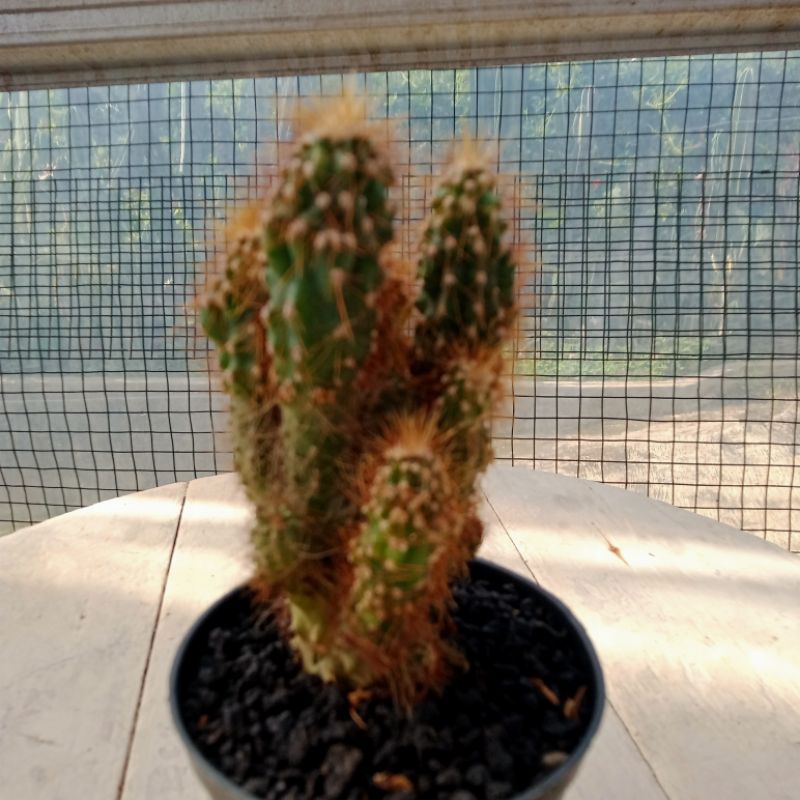 tanaman hias kaktus cereus jamacaru