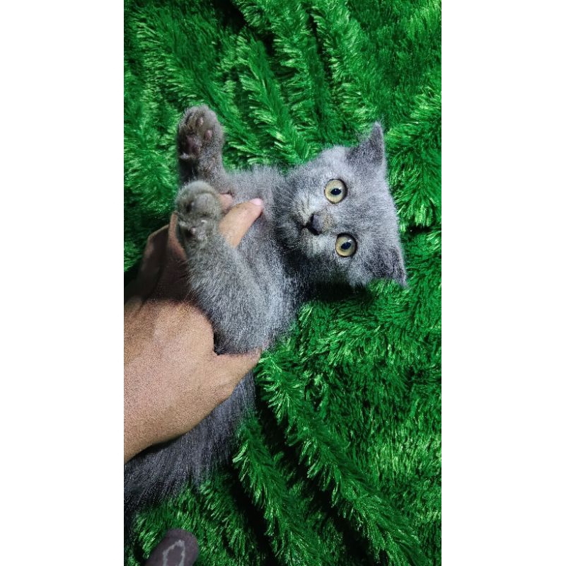 scottish fold kitten 2 bulan