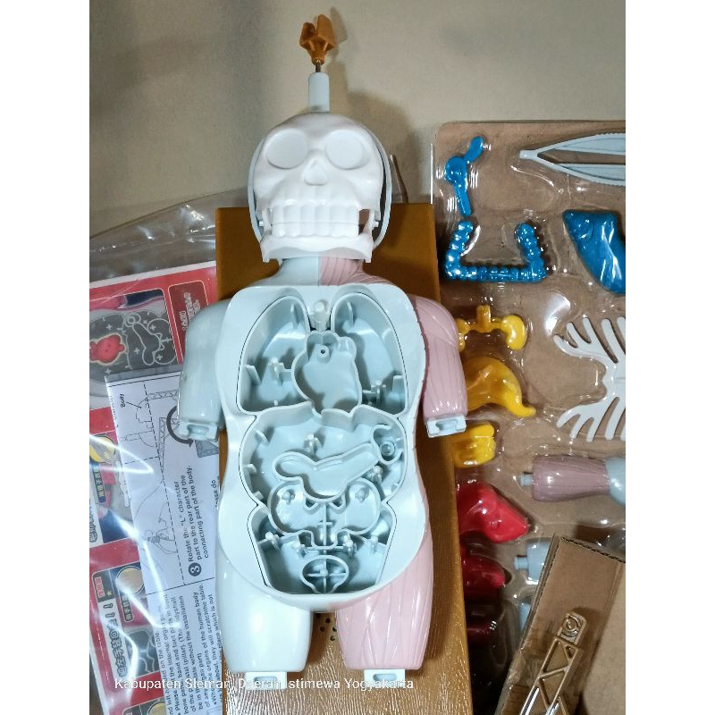 mainan rakit human body model tengkorak
