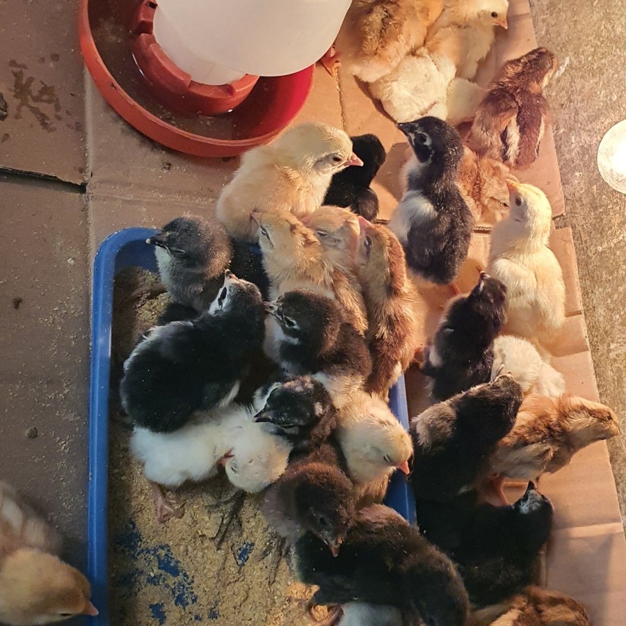 ANAK AYAM KAMPUNG