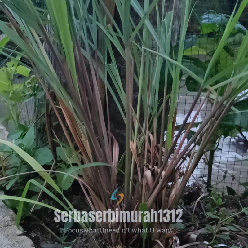 

Sereh Merah/Sereh Wangi|Rp. 1.000,-