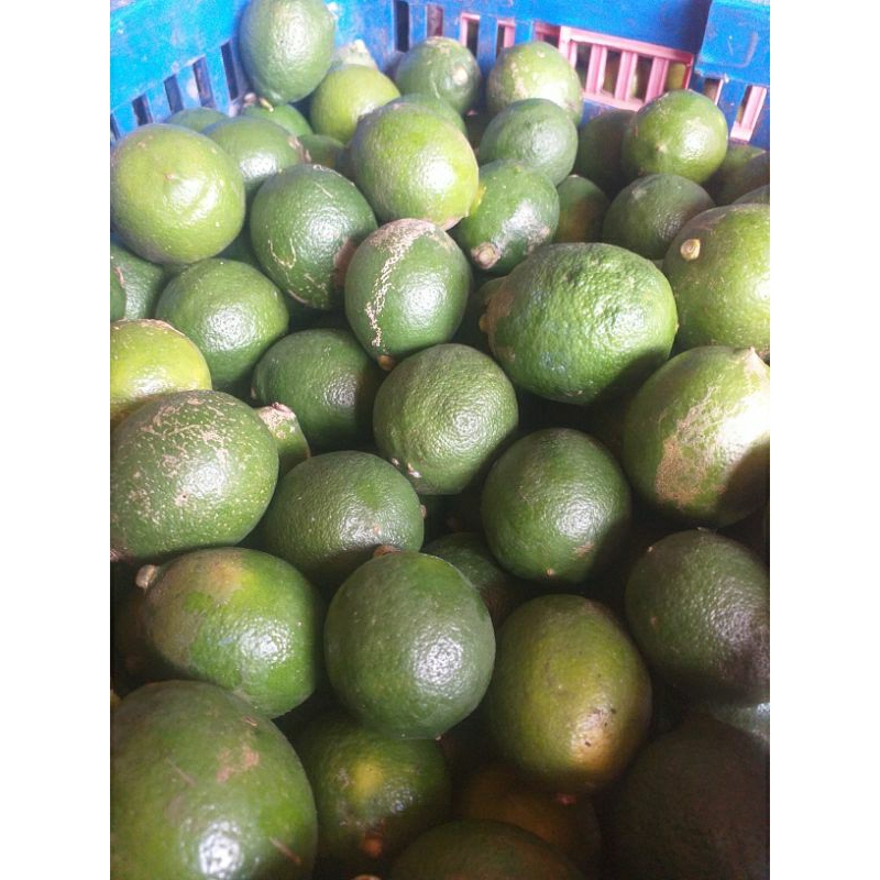 

Jeruk Lemon Kalifornia CN
