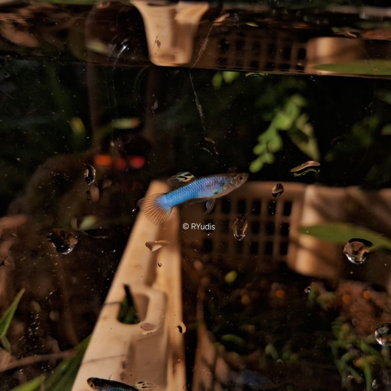 Aksesoris - GUPPY Singa Blue Short Tail