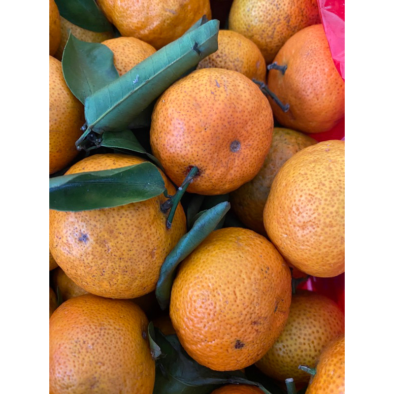 buah jeruk santang daun  500gram