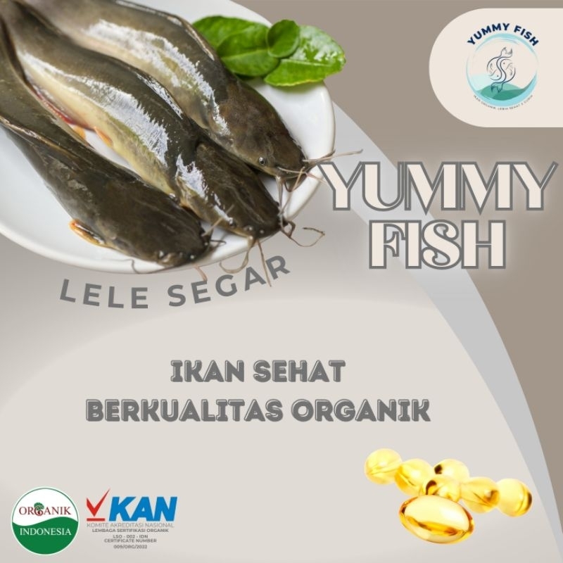 

IKAN LELE KUALITAS ORGANIK 500 - 600 gram