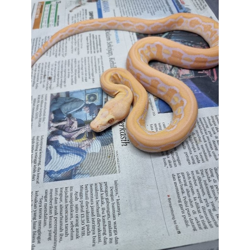 retic albino tiger whitephase