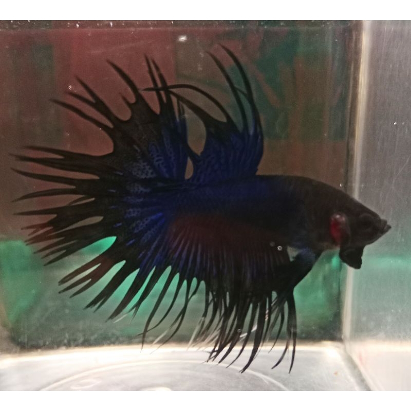 Ikan Cupang CT BLACK ORCHID