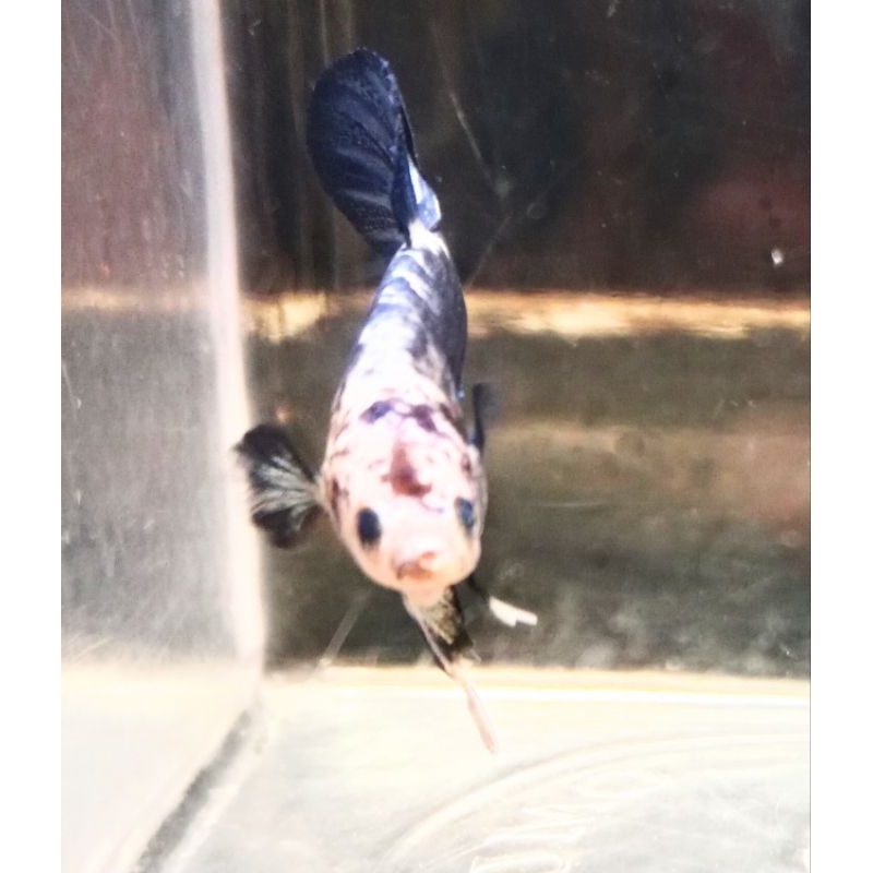 Ikan Cupang Blue Panda