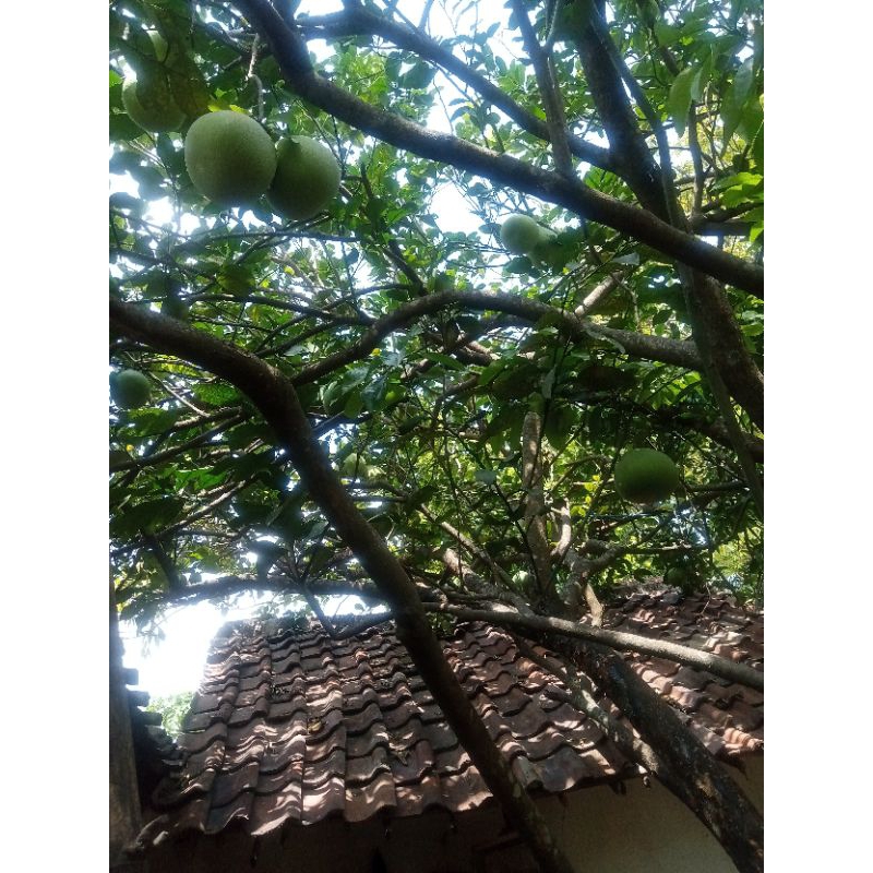 

Buah jeruk bali