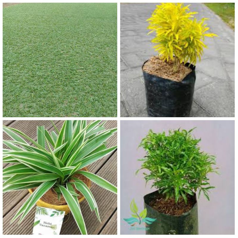 Paket 4 tanaman hias rumput gajah mini 2 meter full, brokoli kuning 5 pohon dan hijau 5 pohon,lili P