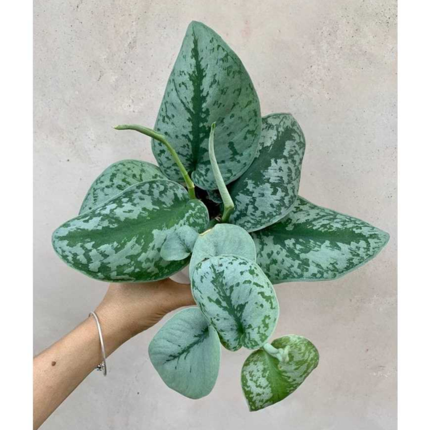 Scindapsus Silver Splash