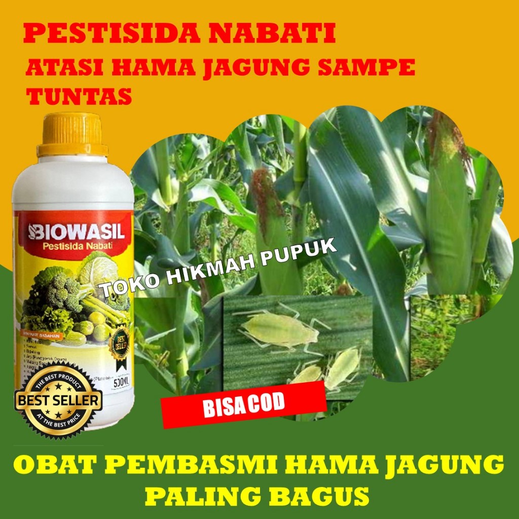 Pestisida Ulat Grayak Pada Tanaman Jagung BIOWASIL Pembasmi Hama Ulat Jagung SAMPE TUNTAS Melebatkan