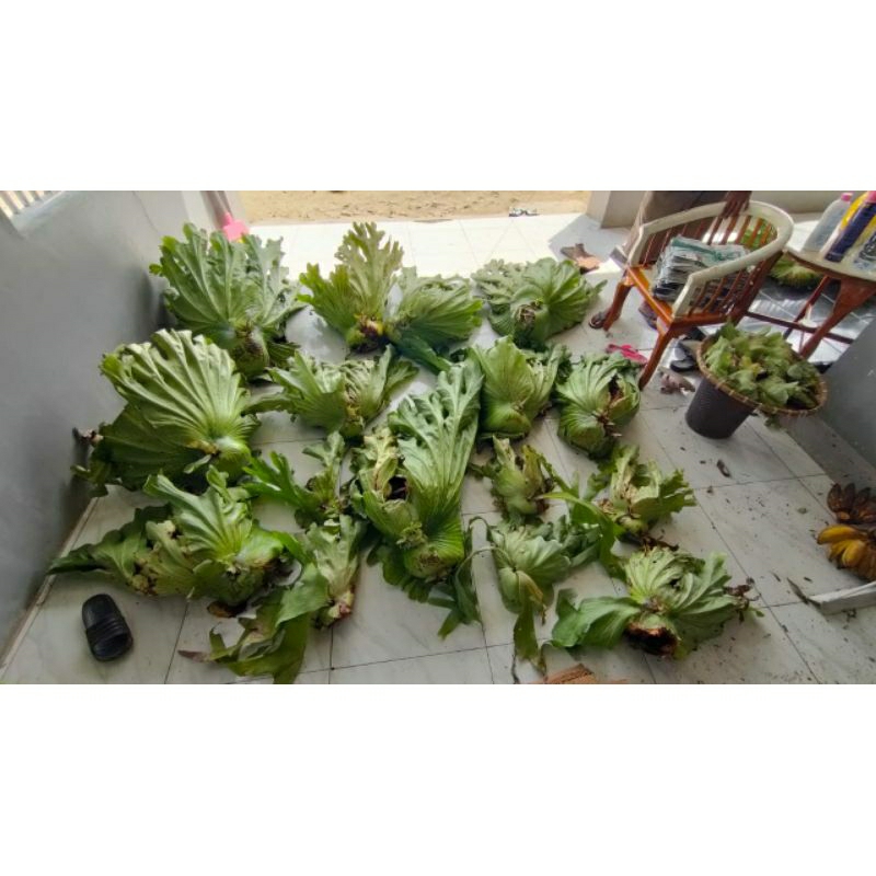 platycerium/kesimbar grande cabutan kondisi fresh ukuran mulai 30 cm -65 cm