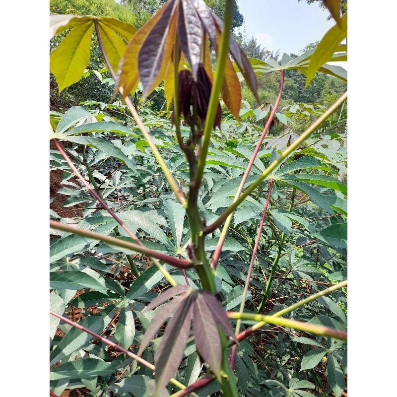 

Daun singkong Sapikuru segar atou daun singkong kerihkil per 1 kg