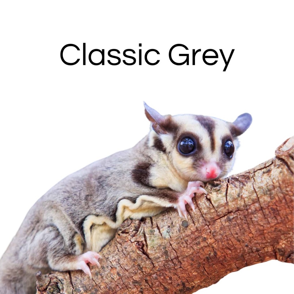 (Kurir Instant) Sugar Glider Platinum Mosaic Joey / SG PLATMOS Baby Jinak