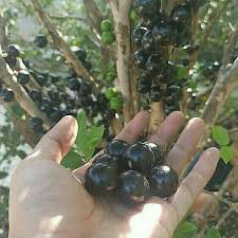 bibit,anggur,brazil,beli(3)bonus(bibit,anggur)