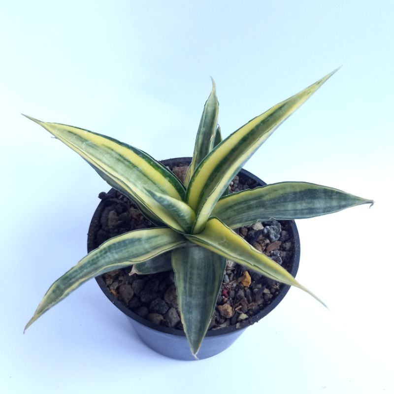 sansivera sanseviaria cordova varigata