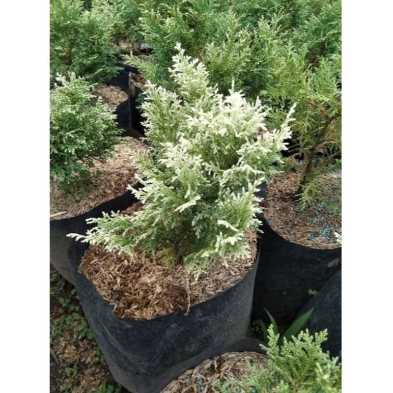 cemara inoki putih dewasa