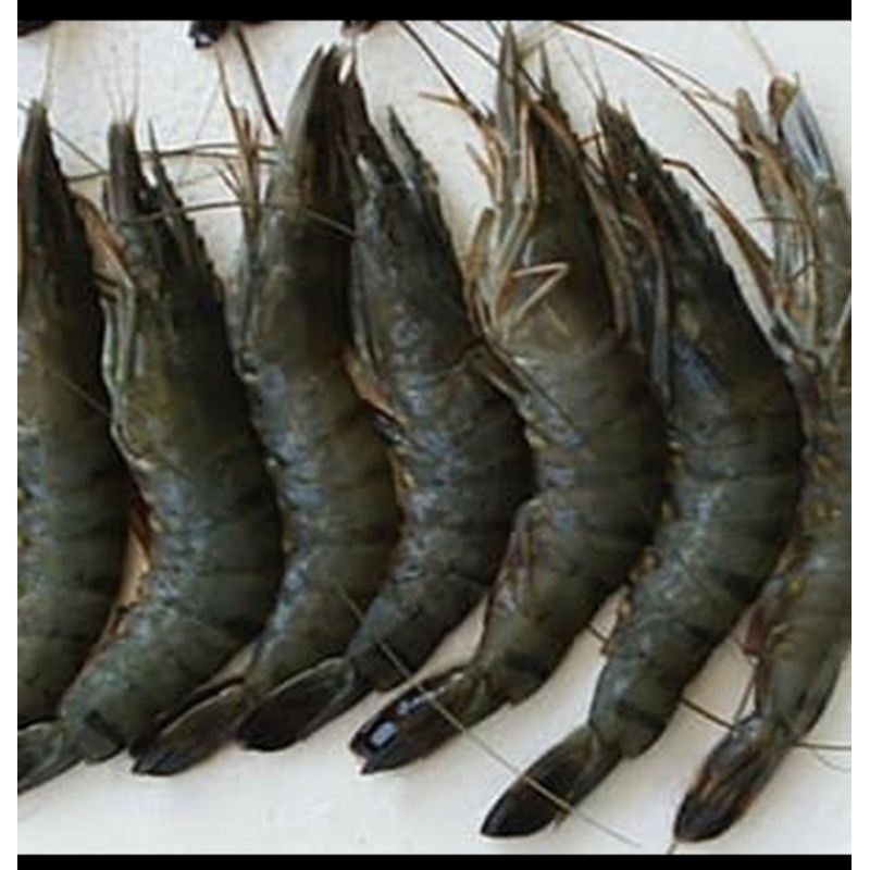 

Udang Galah Super Segar 1Kg