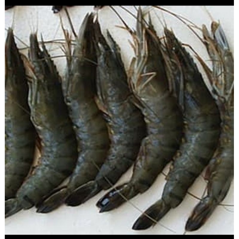 Udang Galah Super Segar 1Kg