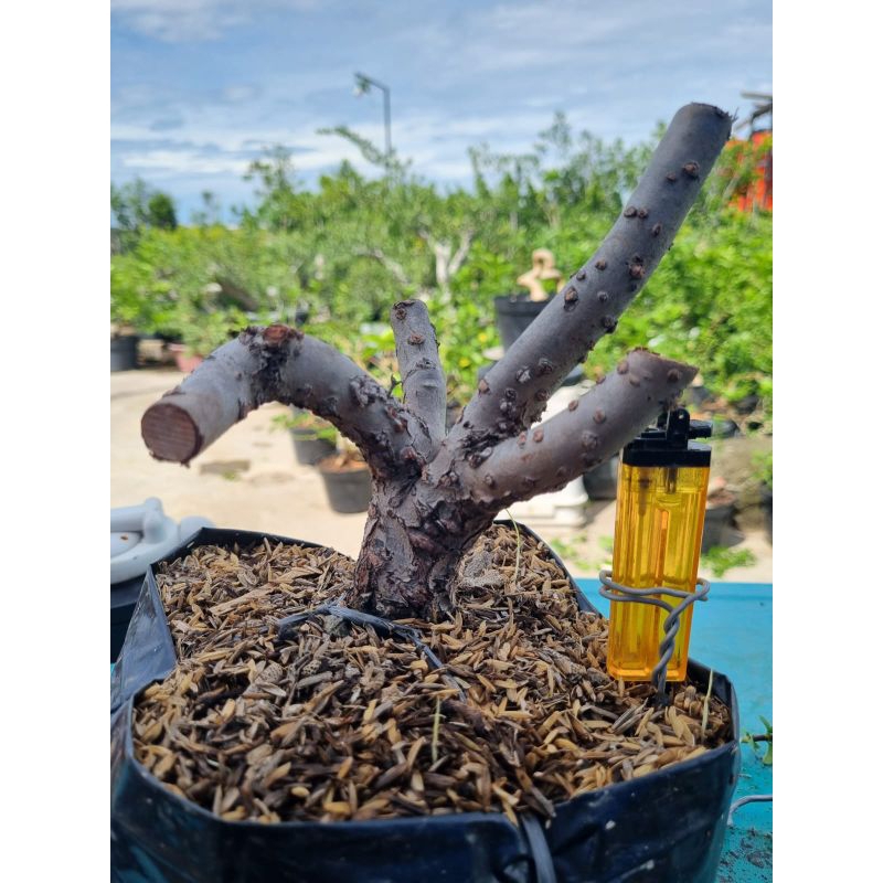 Bahan Bonsai Santigi Karang Dongkel