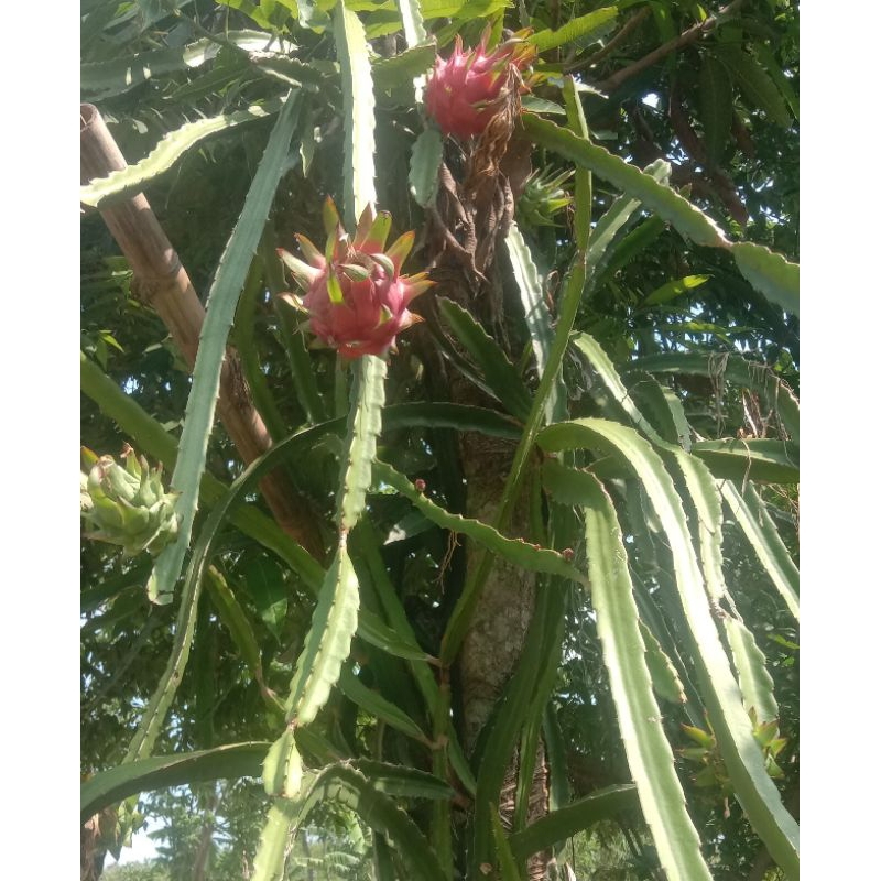 STEK BUAH NAGA/ BIBIT BUAH NAGA MERAH