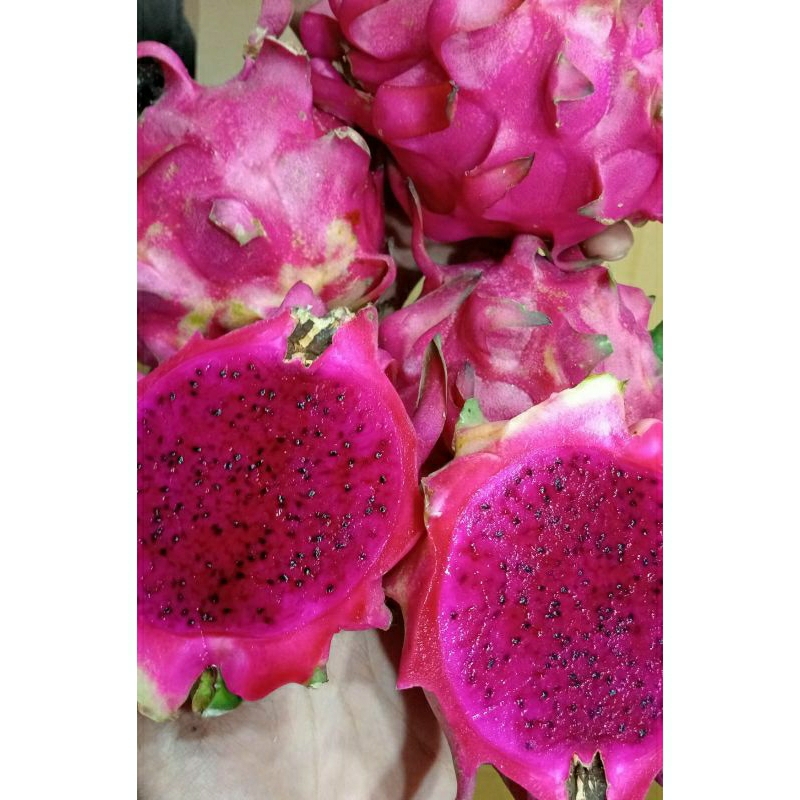 

BUAH NAGA MERAH BANDUNG