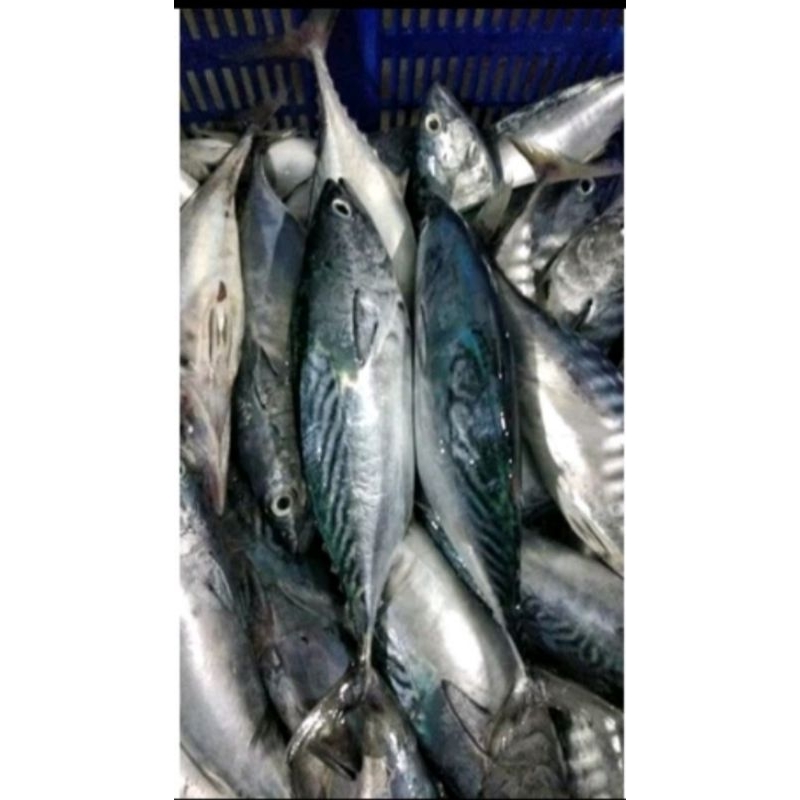 

Ikan Tongkol Batik Isi 1 Kg Masih Segar & Fresh