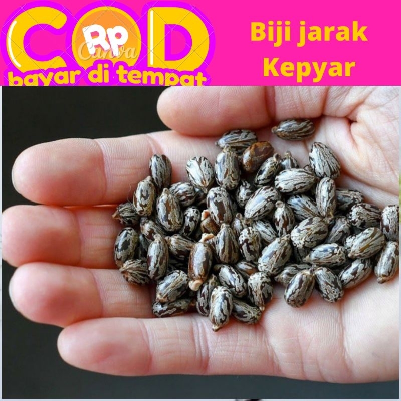 biji jarak kepyar Kaliki daun hijau harga persatu biji