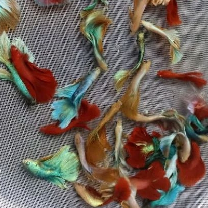 IKAN CUPANG HALFMOON SZ s++ L ISI 30