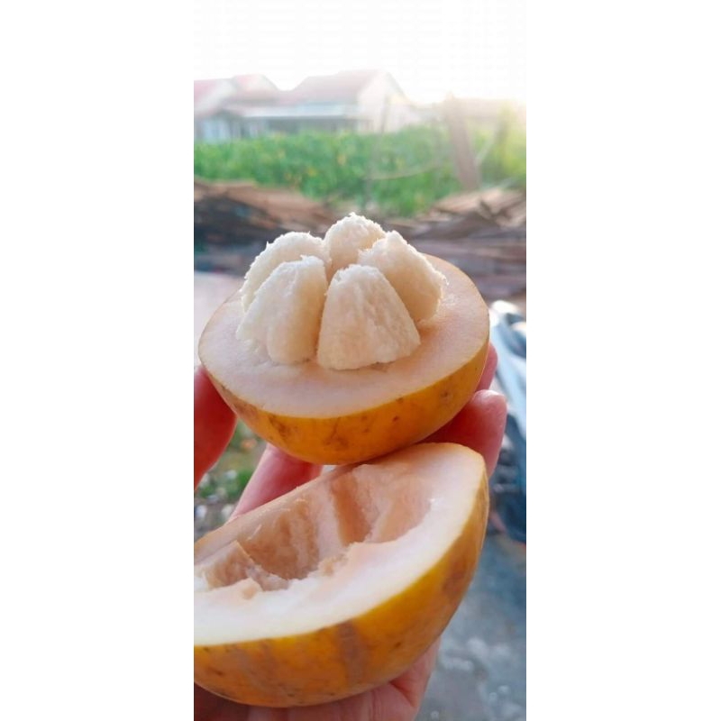 

Buah Kecapi
