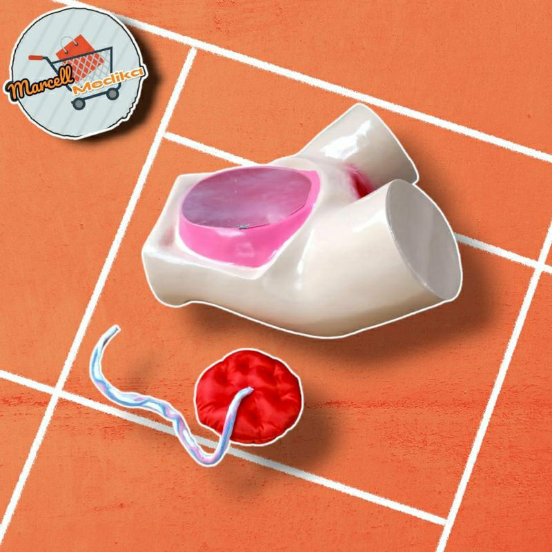 PHANTOM MANEKIN PANGGUL MANUAL PLASENTA / MANIKIN PANGGUL MANUAL PLASENTA