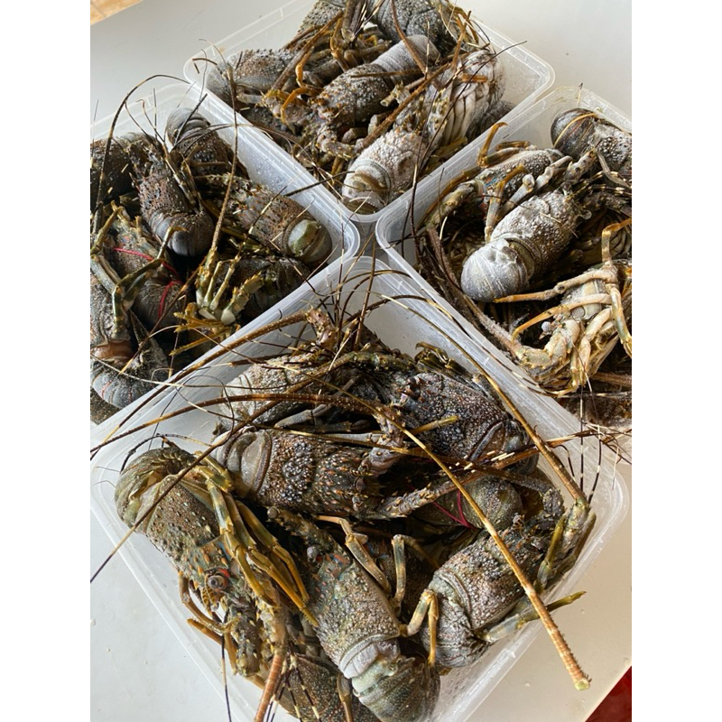 

LOBATER Frozen Fresh 1 Kg Lebih (Isi-+ 10)