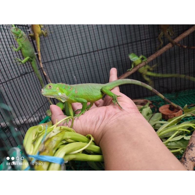mainan IGUANA BABY GREEN 30CM UP aman untuk anak anak